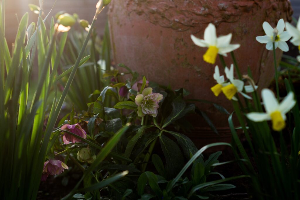 冬の景色をいろどる野の花たち